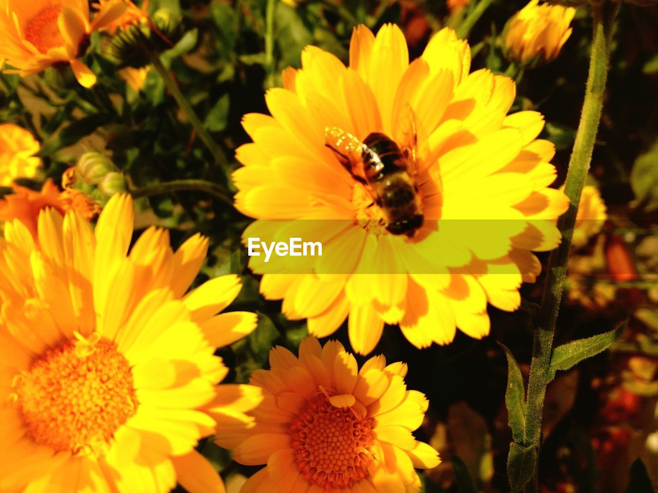 CLOSE-UP OF HONEY BEE POLLINATING FLOWER