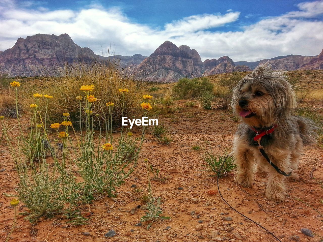 Cute dog in desert landscape