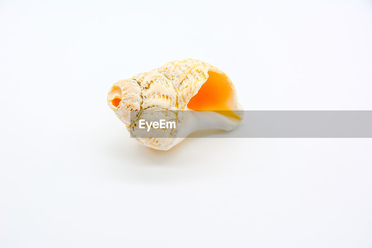 HIGH ANGLE VIEW OF LEMON ON WHITE BACKGROUND
