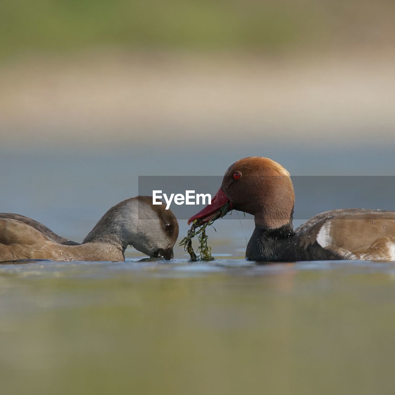 DUCKS SWIMMING ON LAKE