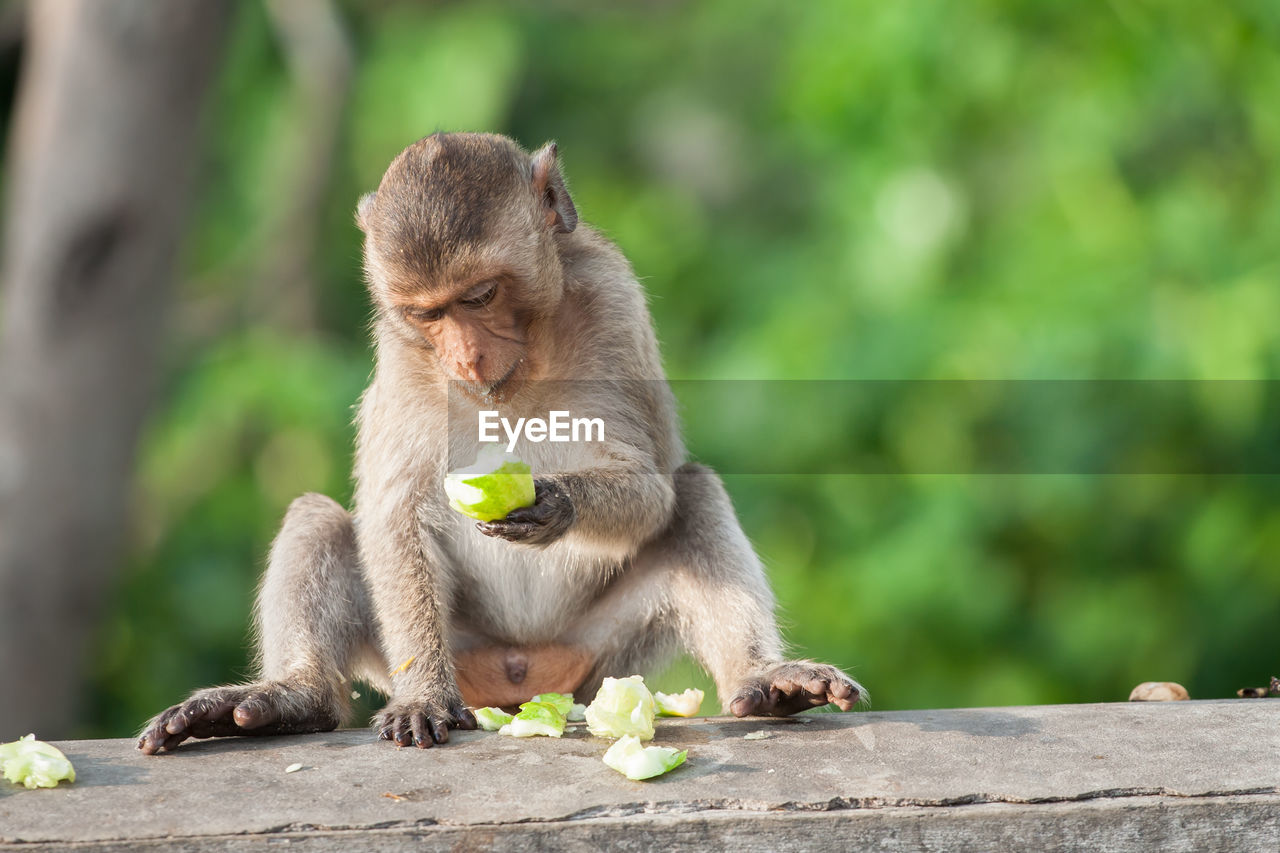 MONKEY EATING FRUIT