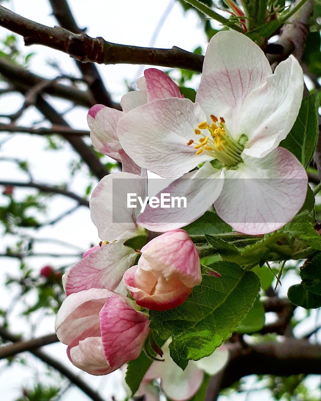 CLOSE-UP OF PINK CHERRY BLOSSOM ON TREE