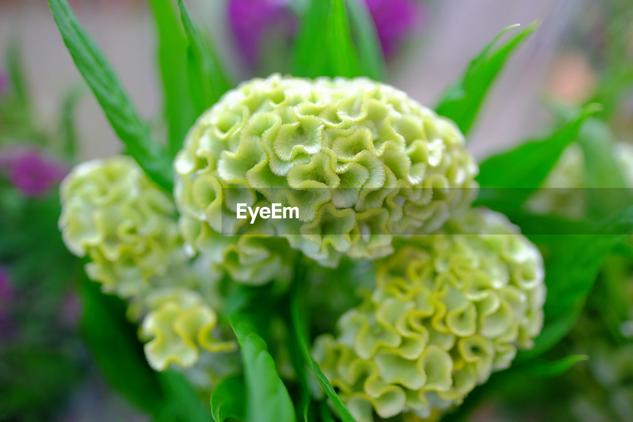 Close-up of green flowering plant