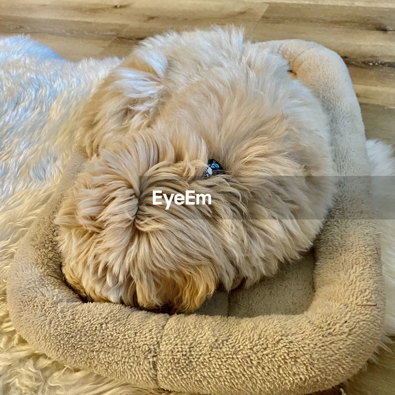 animal themes, animal, domestic animals, pet, one animal, mammal, canine, dog, relaxation, no people, animal hair, puppy, cute, lying down, portrait, resting, indoors, sleeping, animal body part, young animal