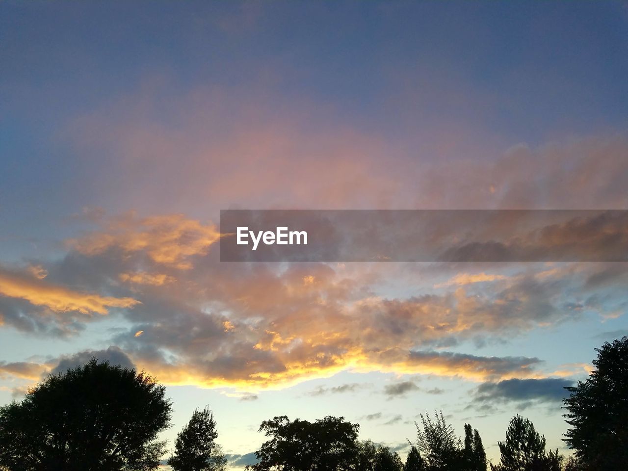 LOW ANGLE VIEW OF TREES AGAINST SKY