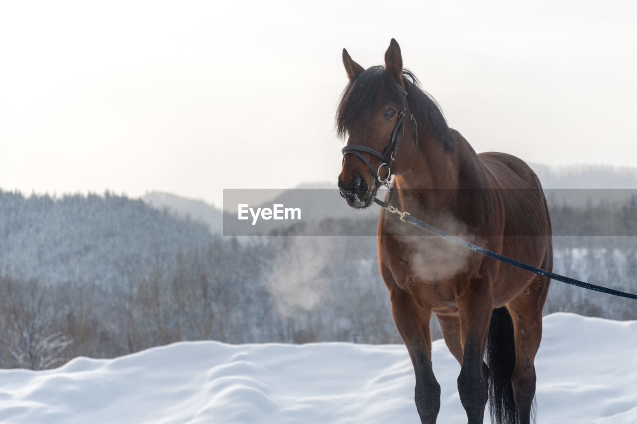 HORSE ON SNOW COVERED FIELD