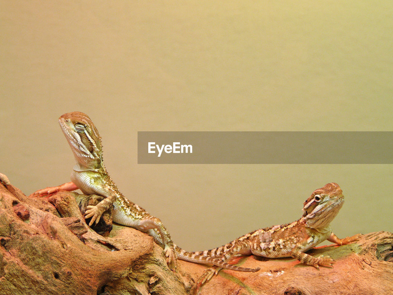 CLOSE-UP OF CRAB ON ROCK