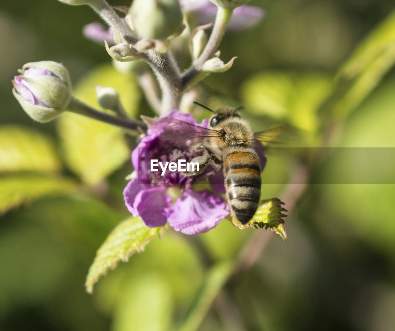 HONEY BEE POLLINATING ON WHITE FLOWER