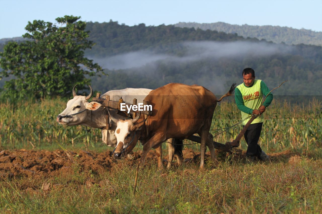 Farmer plowing farm with cows against mountains 