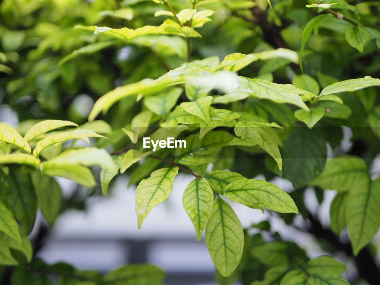 Close-up of fresh green leaves on plant
