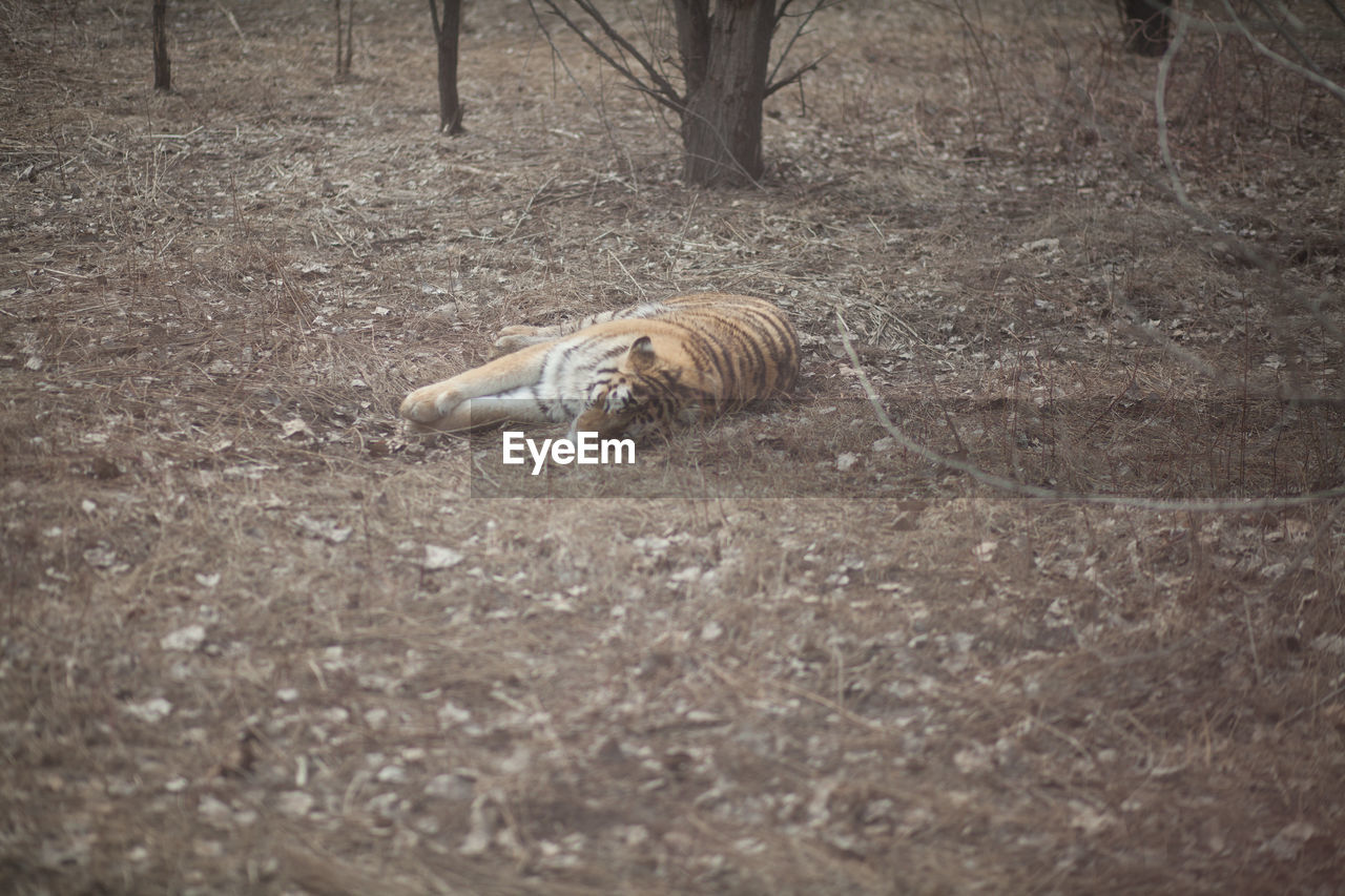 Tiger lying in a forest