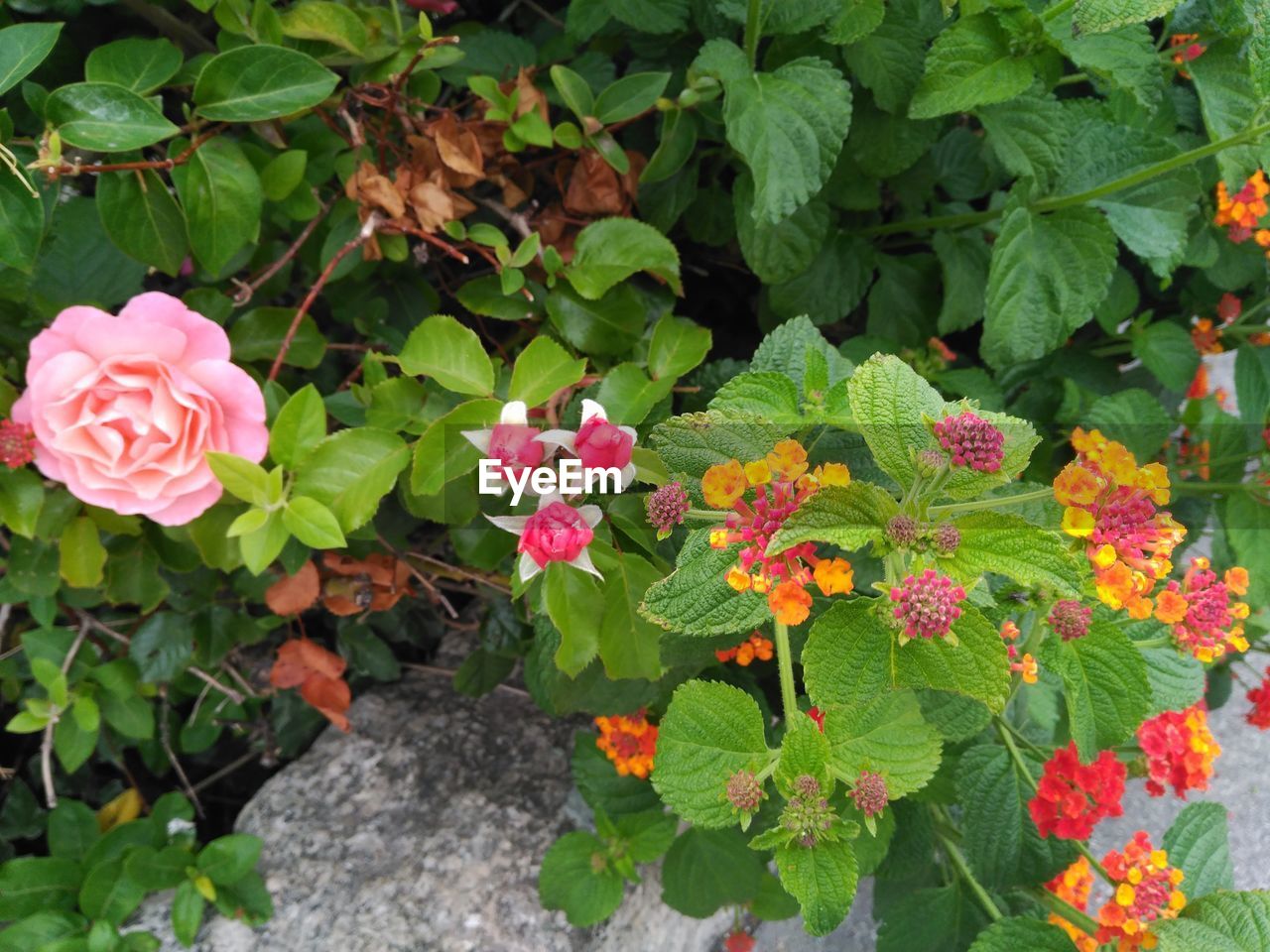 CLOSE-UP OF PINK ROSES