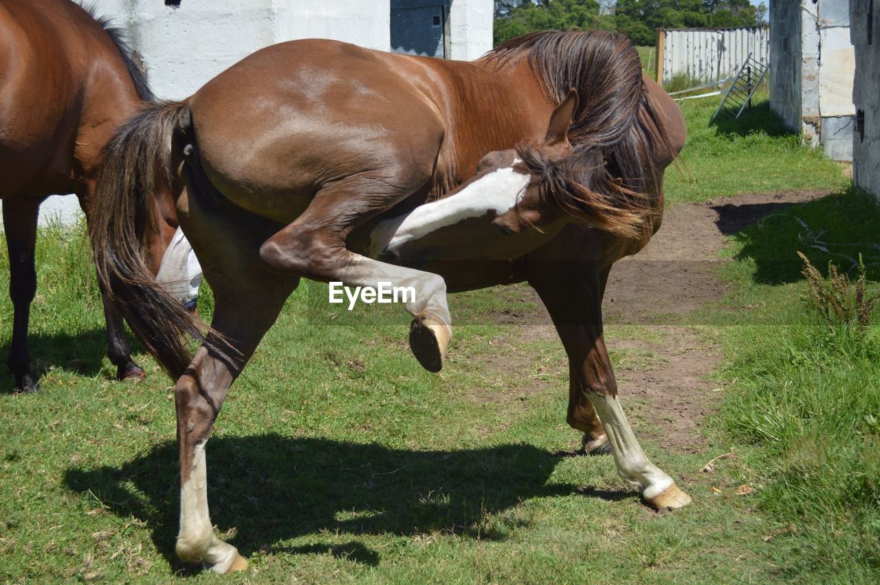 Horse standing on grassy field