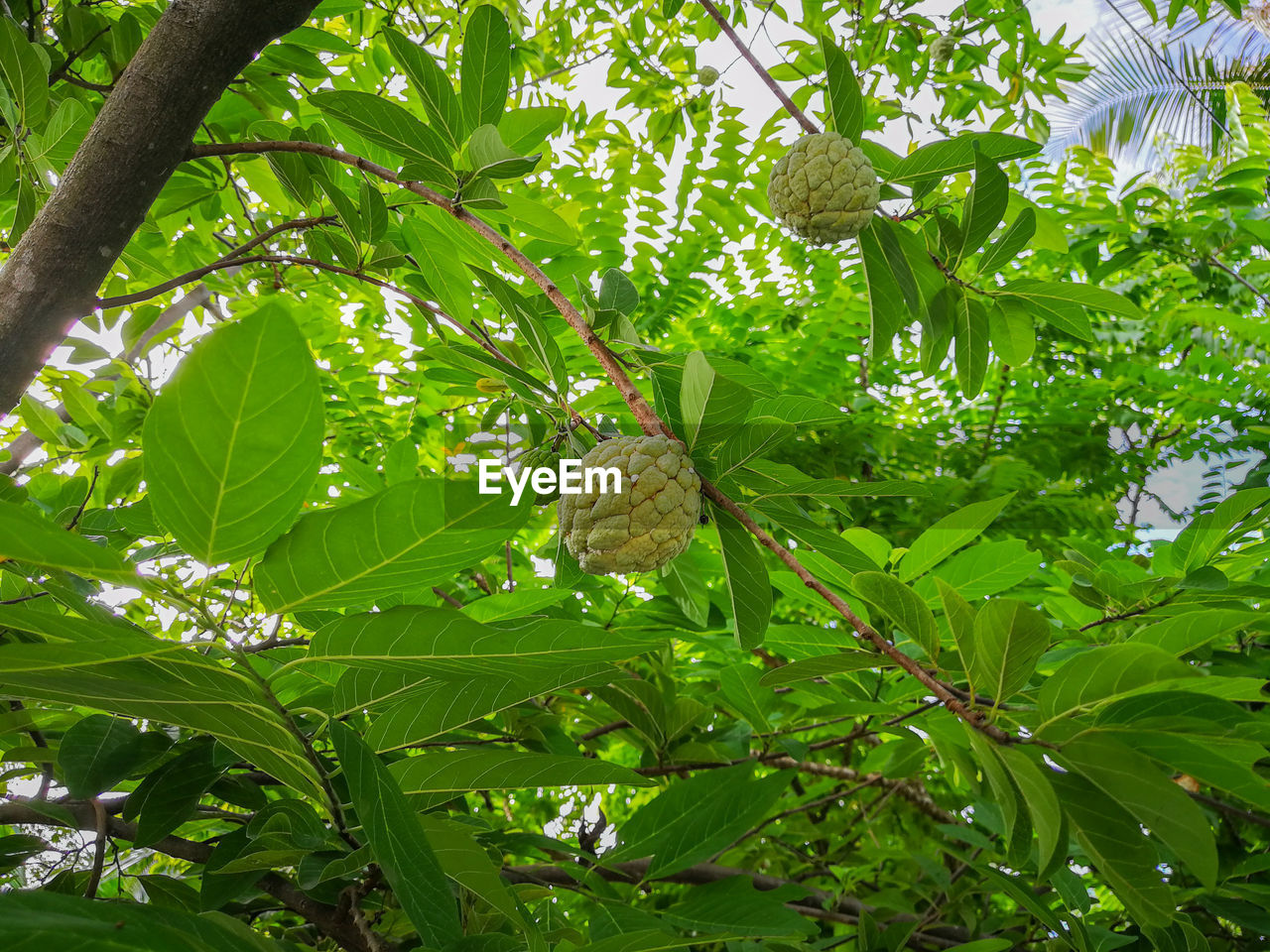 LOW ANGLE VIEW OF BANANA TREE