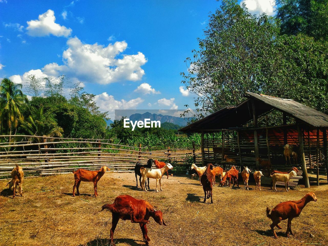 HERD OF SHEEP ON FARM AGAINST SKY