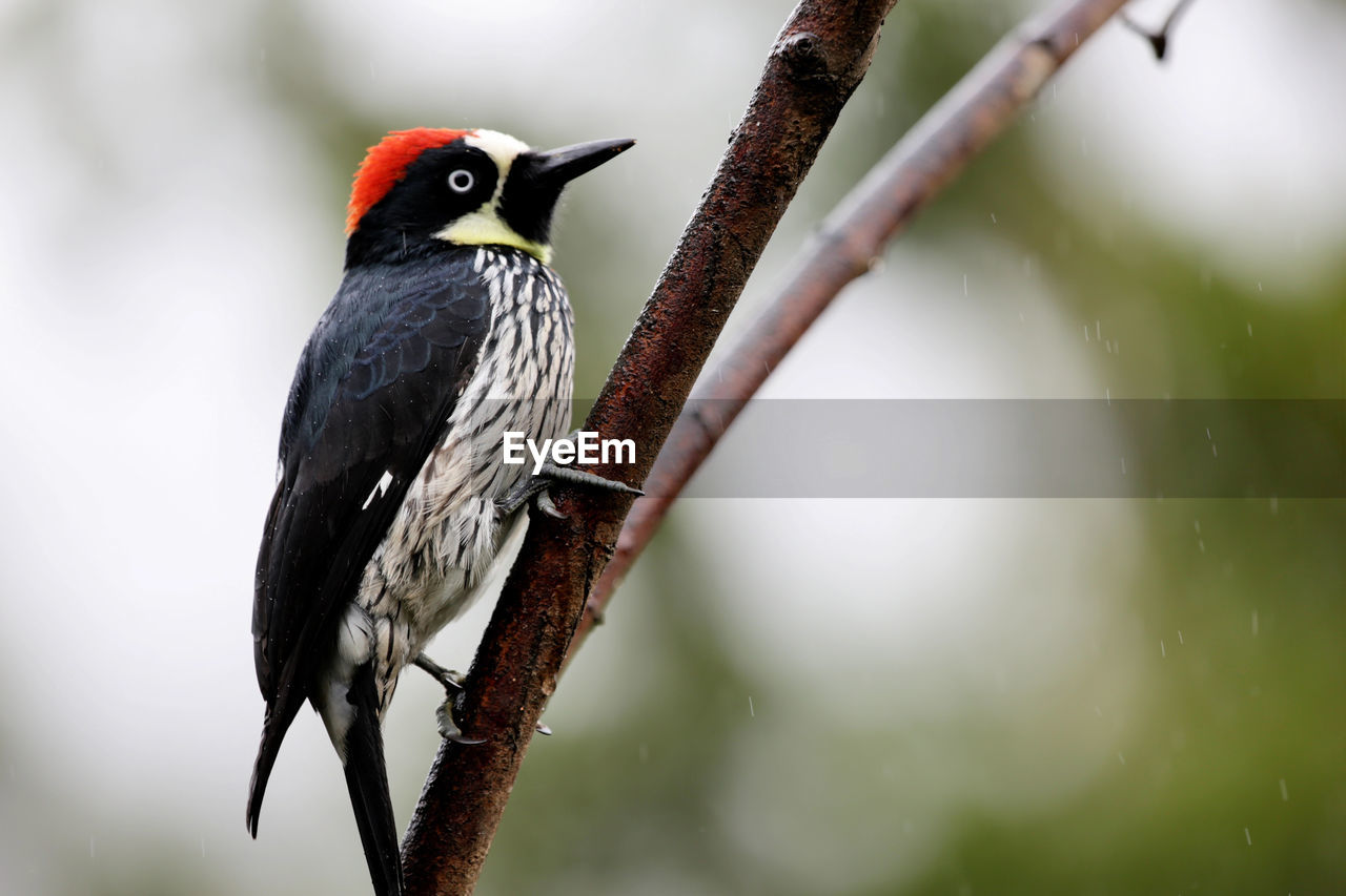 Close-up of bird perching outdoors