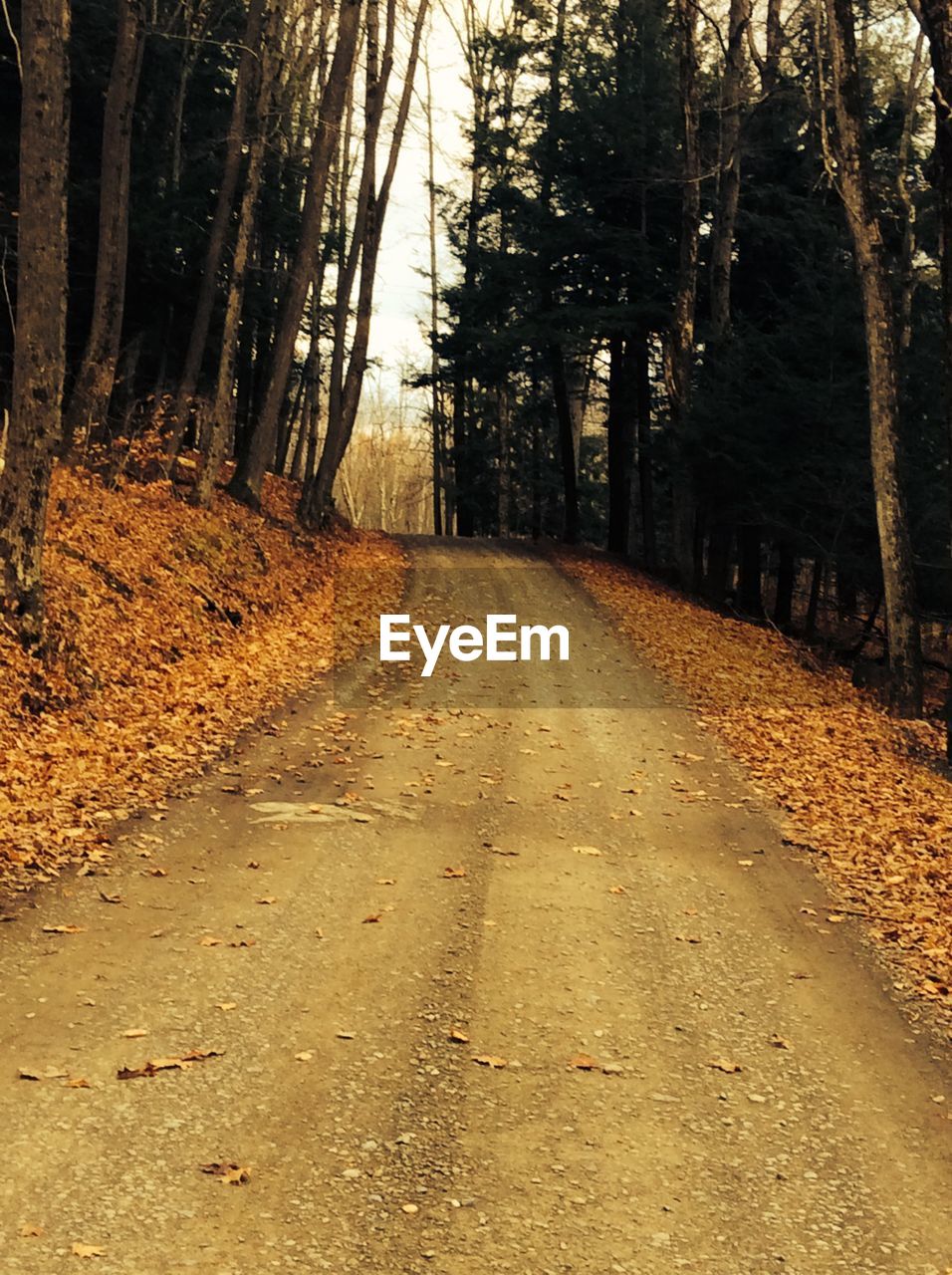 Empty road along trees