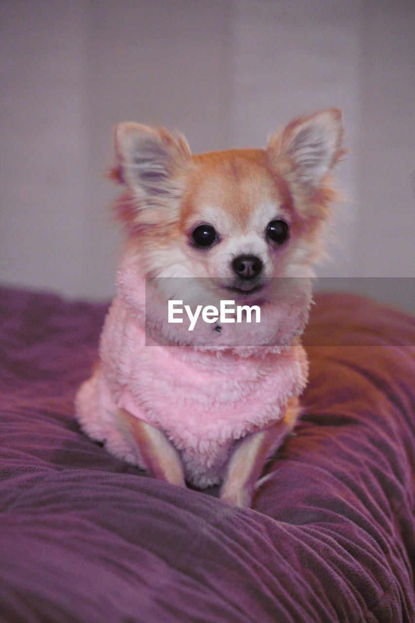 Rainy the chihuahua in a pink sweeter 