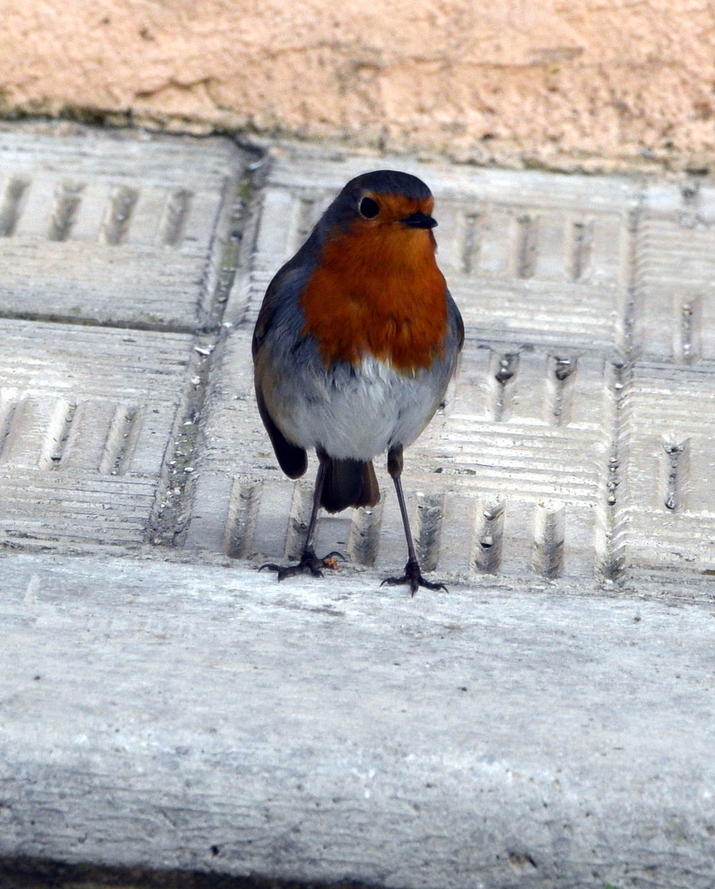 BIRD PERCHING ON STONE