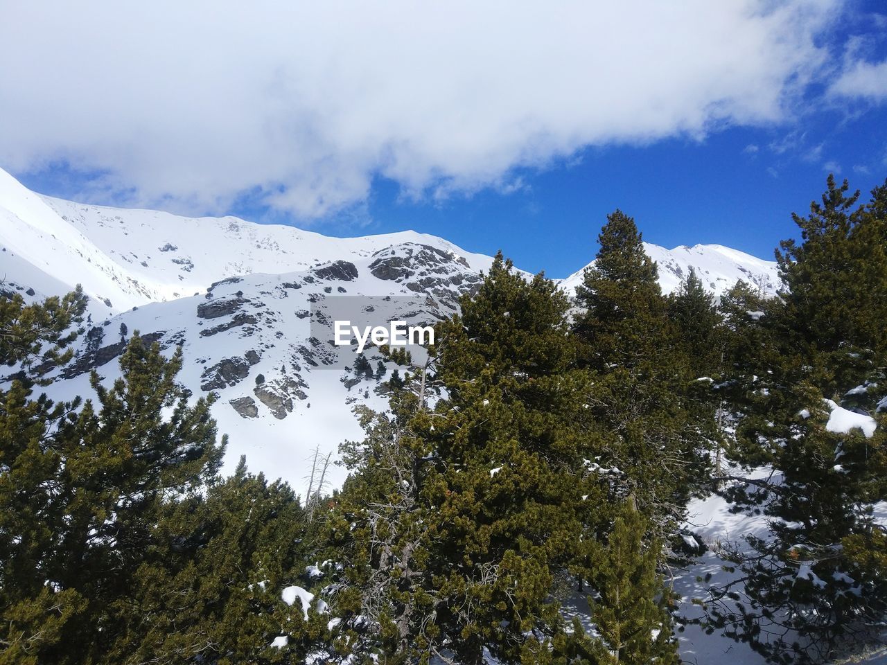 Trees on snow covered landscape against sky