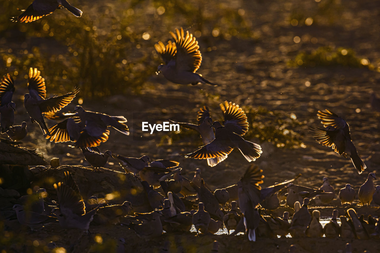 CLOSE-UP OF FLOWERING PLANTS