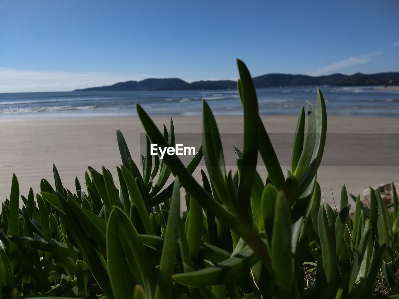 Plants growing on beach against sky