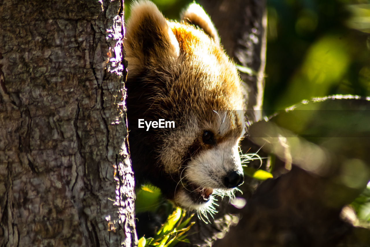 Close-up of a red panda 