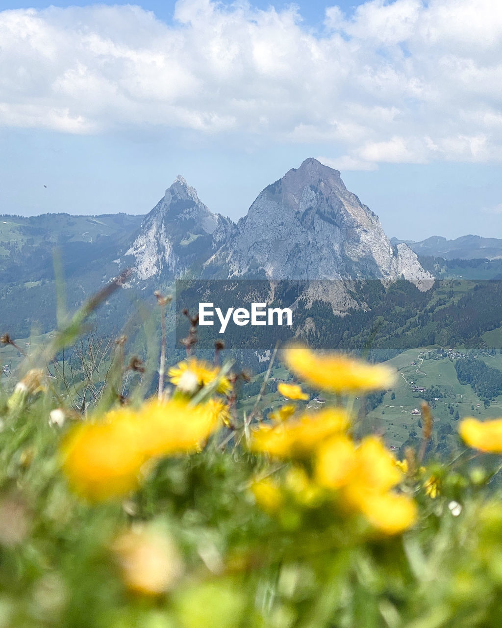 Scenic view of yellow flowers and mountains against sky