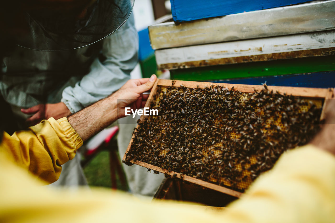 Beekeeper working over beehive at farm