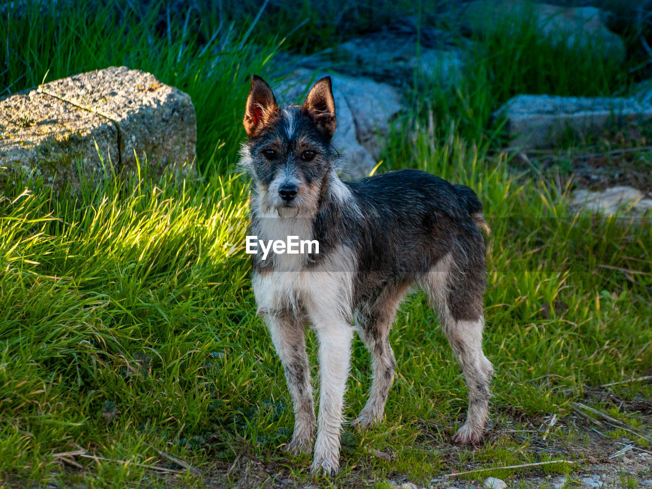 PORTRAIT OF DOG STANDING ON GRASSLAND