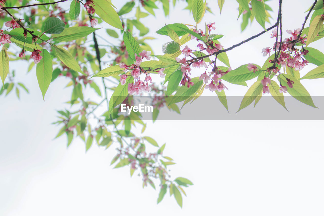 Close-up of flowering plant against clear sky