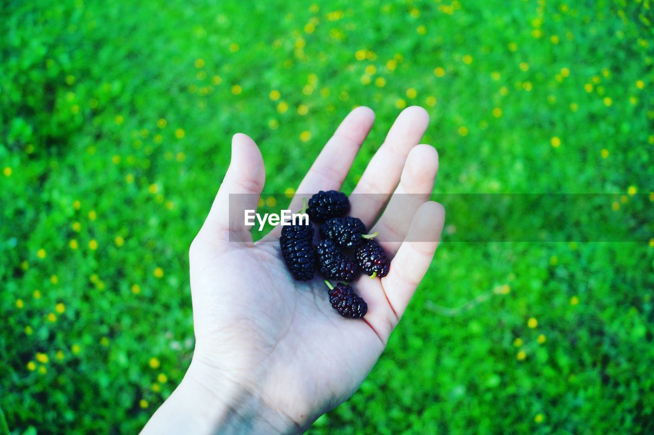 Close-up of hand holding fruit on field