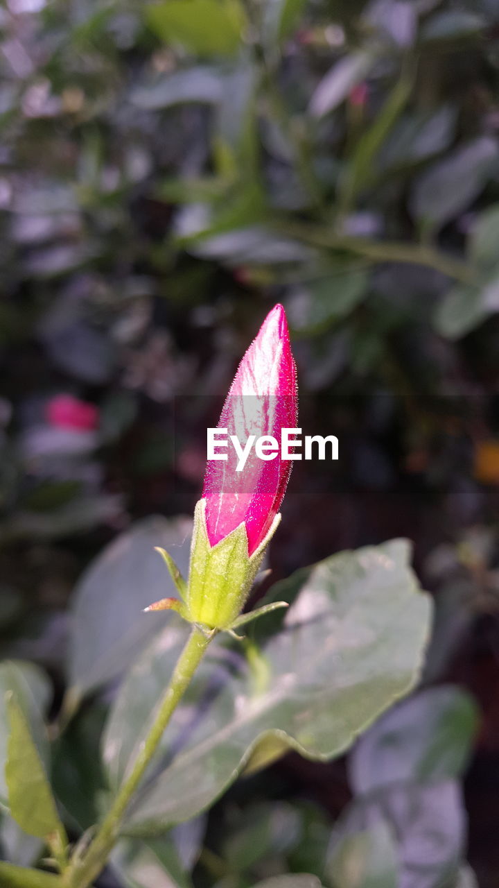 CLOSE-UP OF PINK FLOWER PLANT