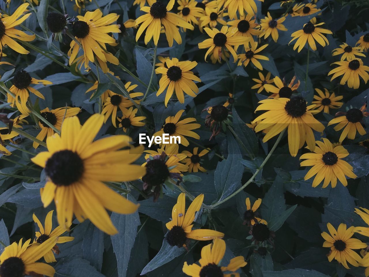 Close-up of yellow flowers