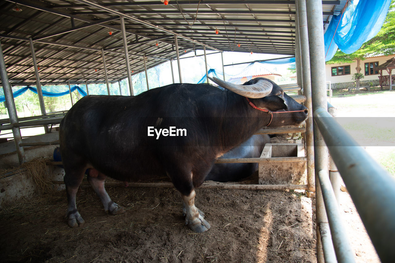 Portrait of cow on field