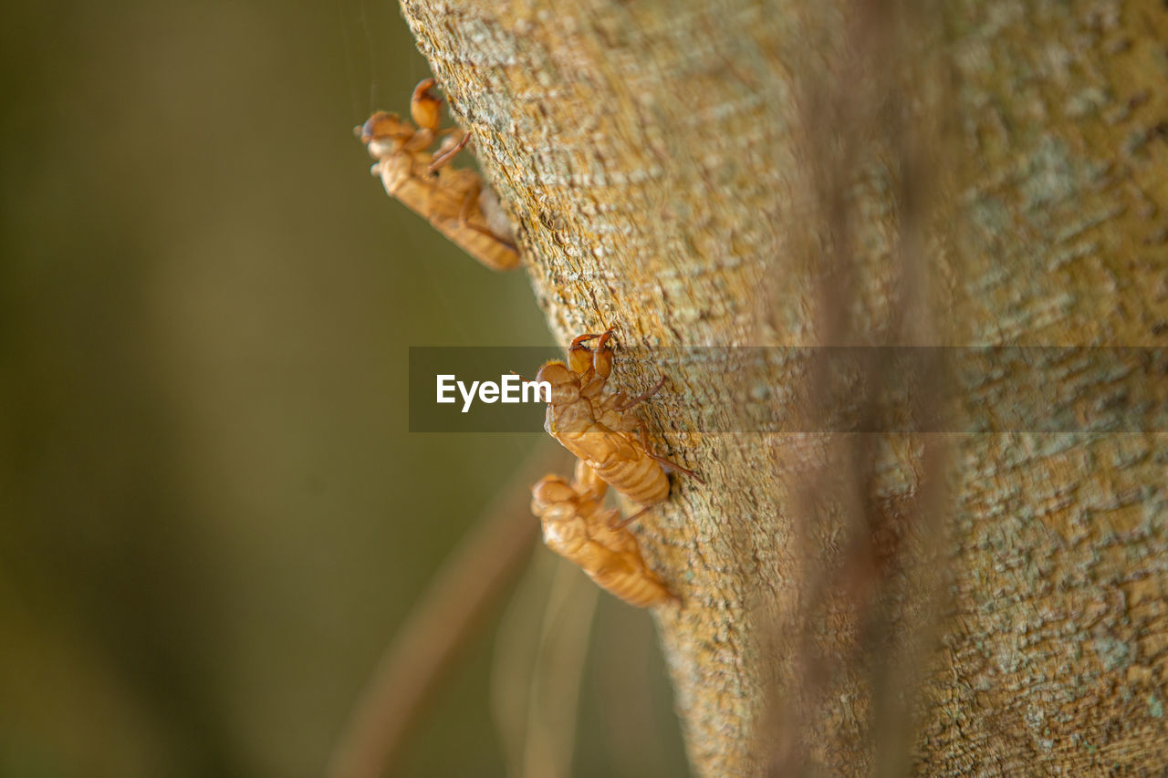 Cicada on the tree, green blurred background