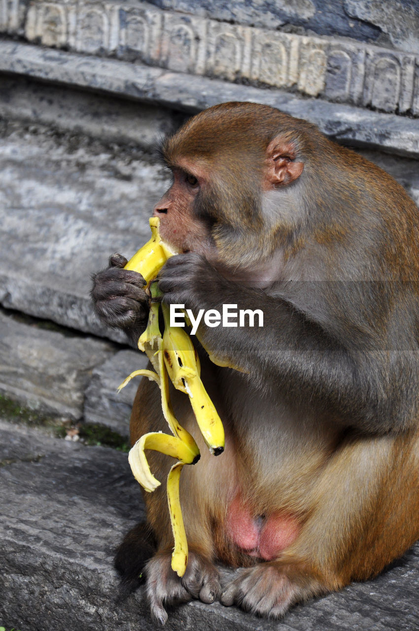 Monkey eating banana at temple
