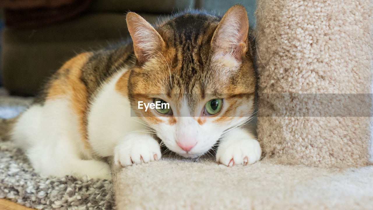 CLOSE-UP PORTRAIT OF CAT RESTING