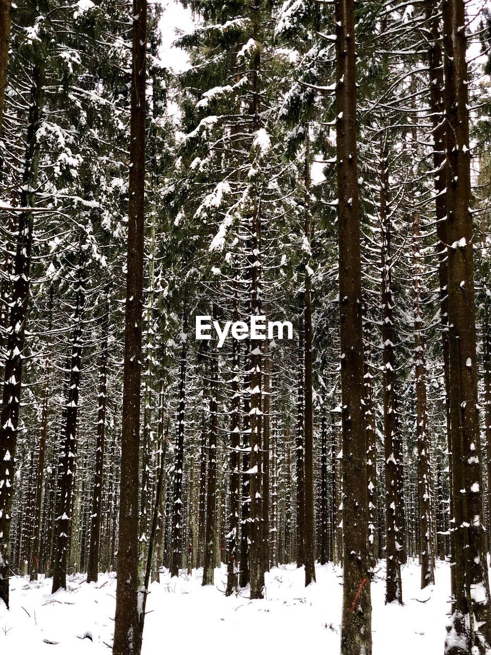 SNOW COVERED PINE TREES IN FOREST