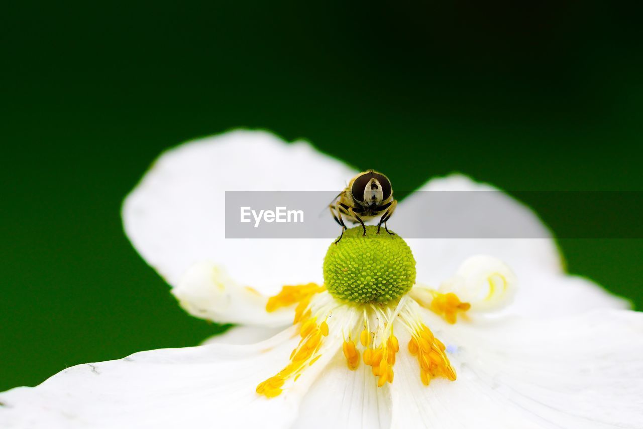 Close-up of bee on white flower