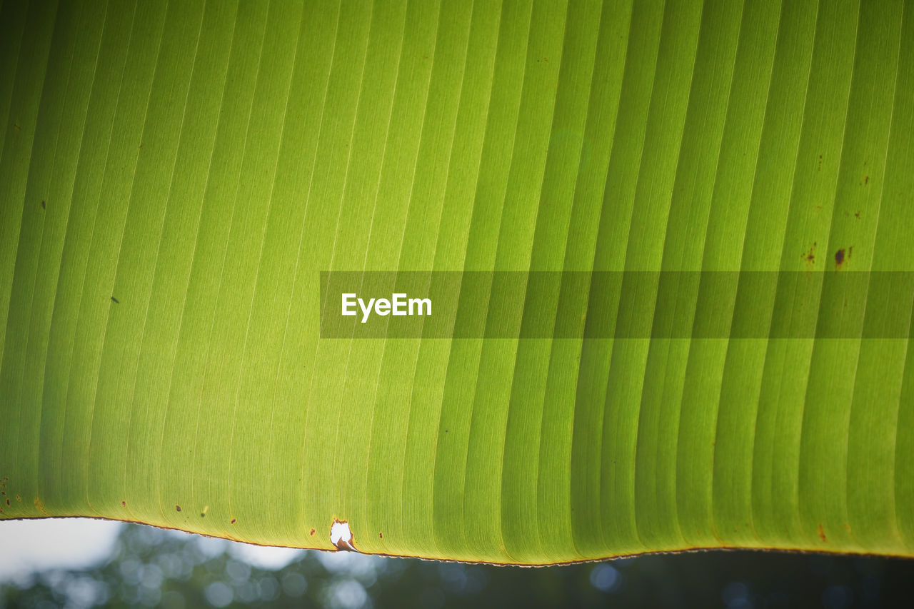 FULL FRAME SHOT OF GREEN LEAF WITH PLANTS