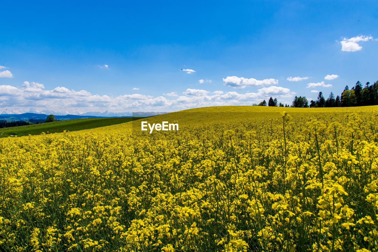 Scenic view of oilseed rape field against sky