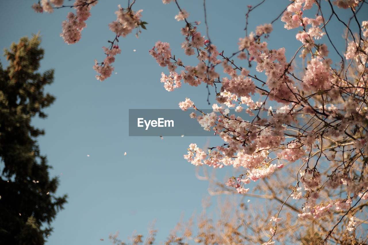 Low angle view of tree against sky