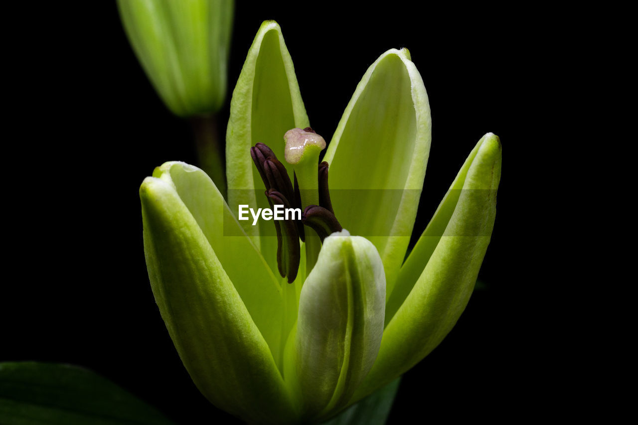 Close-up of succulent plant against black background