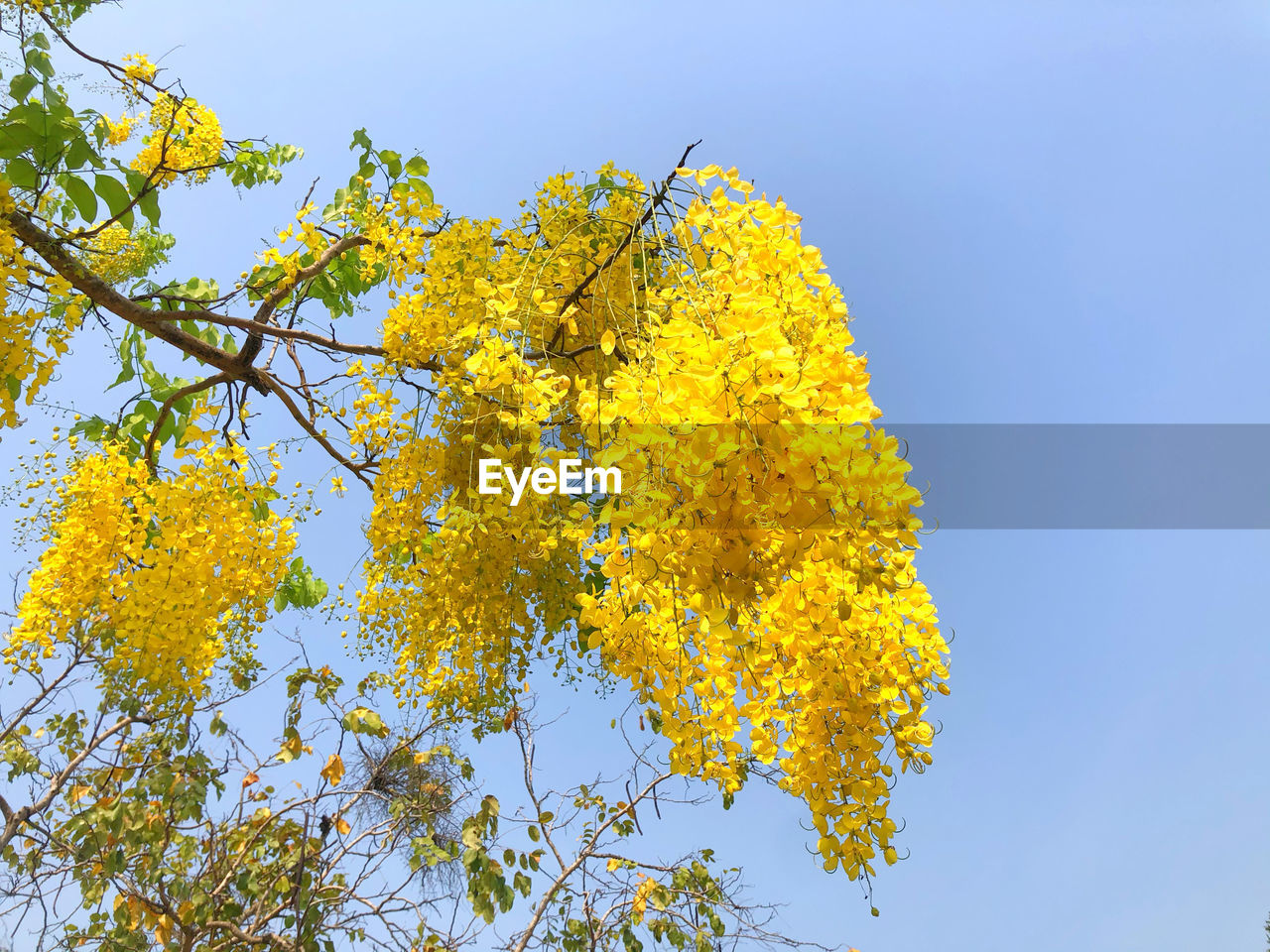 LOW ANGLE VIEW OF YELLOW FLOWERING PLANT AGAINST SKY