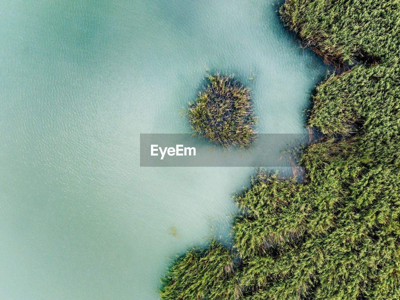 green, water, plant, nature, no people, high angle view, beauty in nature, leaf, day, tranquility, growth, environment, lake, outdoors, aerial view, land, scenics - nature, flower, tree, reflection, grass, reef