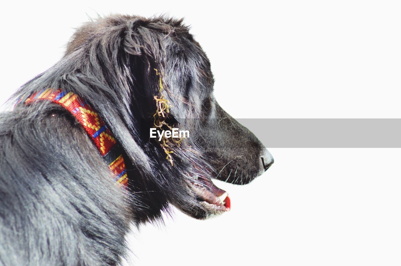 Close-up of dog against white background