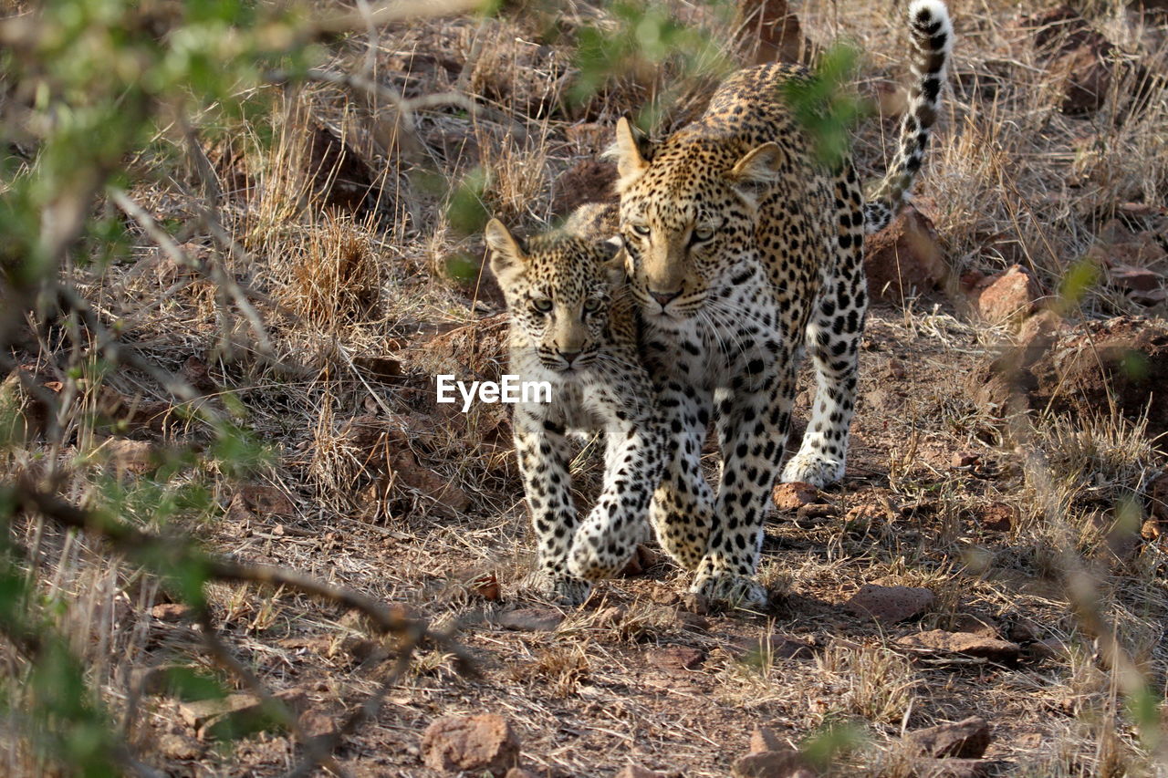 View of leopard with cub walking side by side