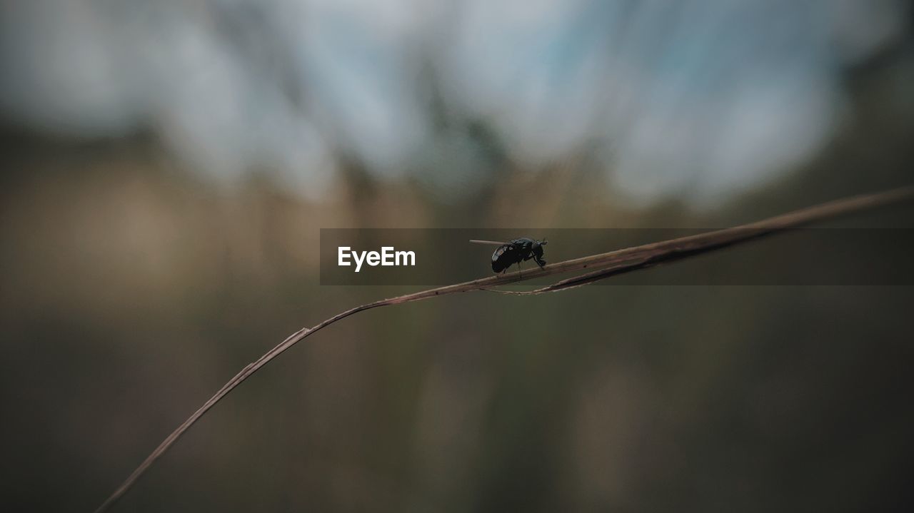 Close-up of bird perching on twig