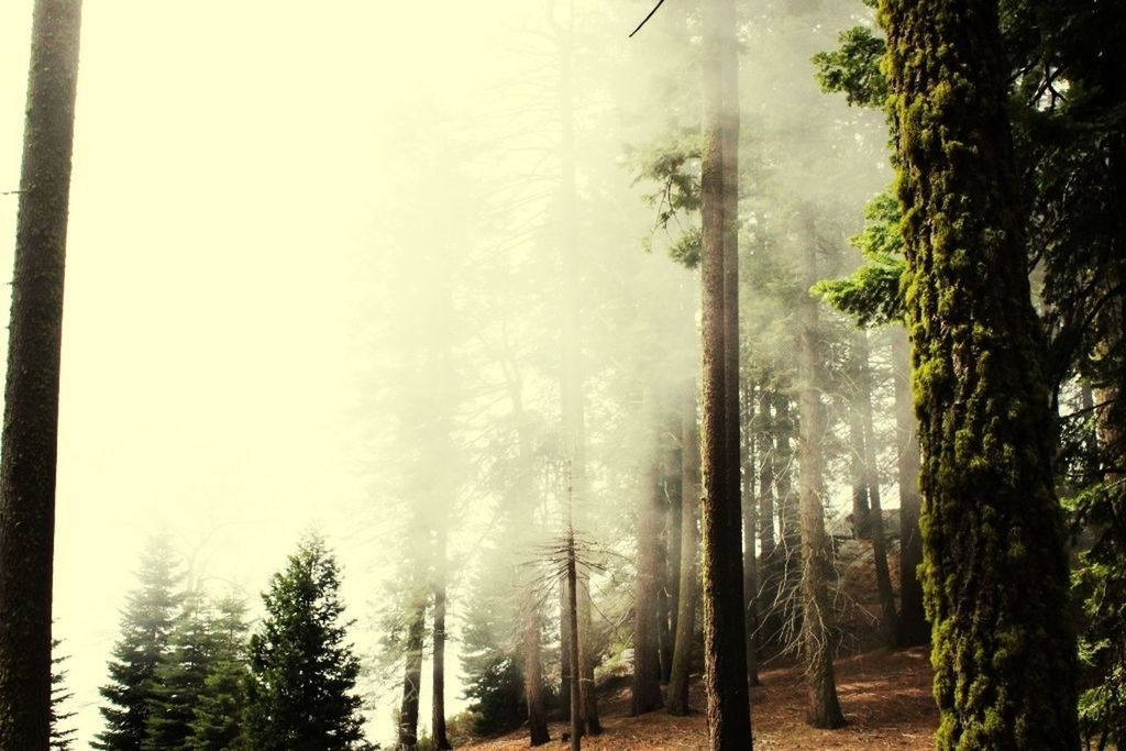 TREES IN FOREST DURING FOGGY WEATHER